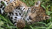 Esperanza para el jaguar en América: aumenta la población de estos imponentes felinos en México y Argentina