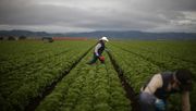 EE.UU. acelera el trámite de visas para trabajadores agrícolas afectados por la política migratoria